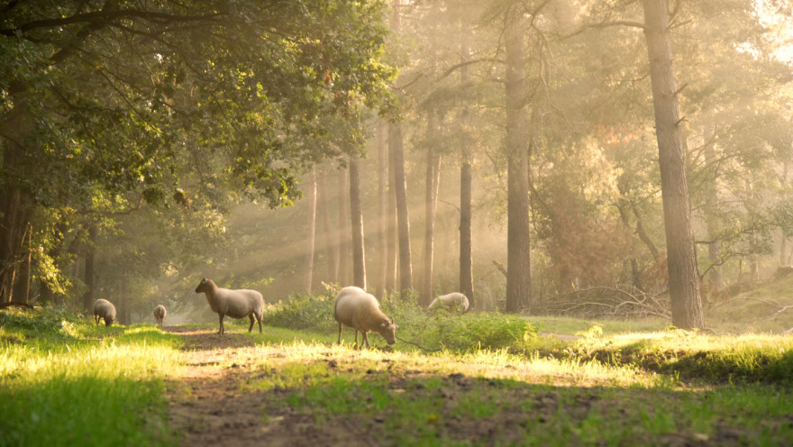 Natuur en omgeving overnachting in Drenthe